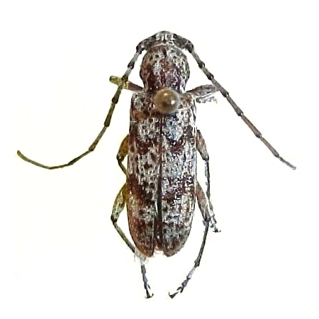 Brothylus conspersus
