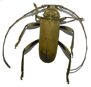 Cerasphorus hirticornis