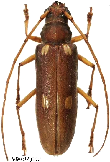 Eburiomorpha guttata