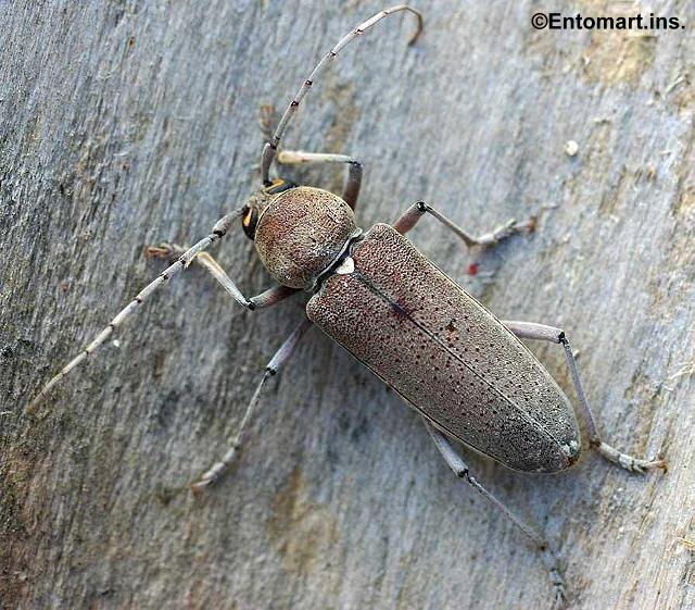 Hesperophanes sericeus