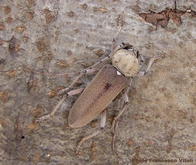 Hesperophanes sericeus