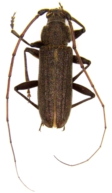 Stromatium barbatum Stromatium barbatum