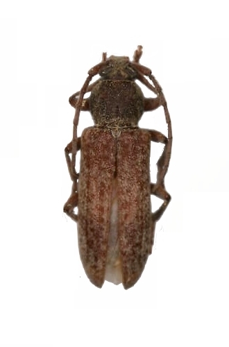 Trichoferus bergeri