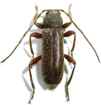 Trichoferus campestris