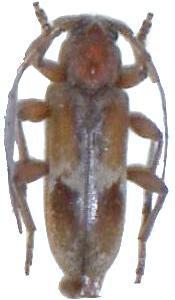 Trichoferus pallidus