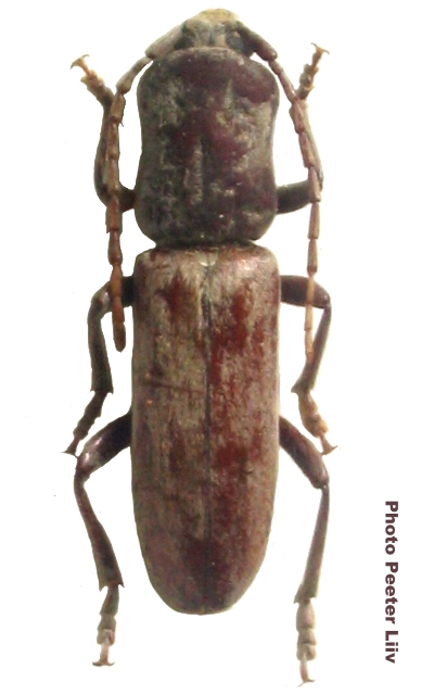 Turcmenigena warentzowi