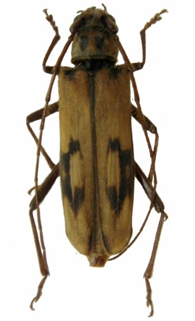 Zoodes fulguratus 