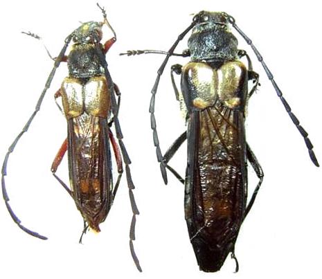 Hesthesis cingulata