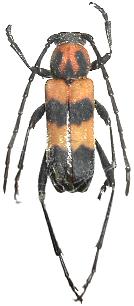 Erythrochiton jucundum