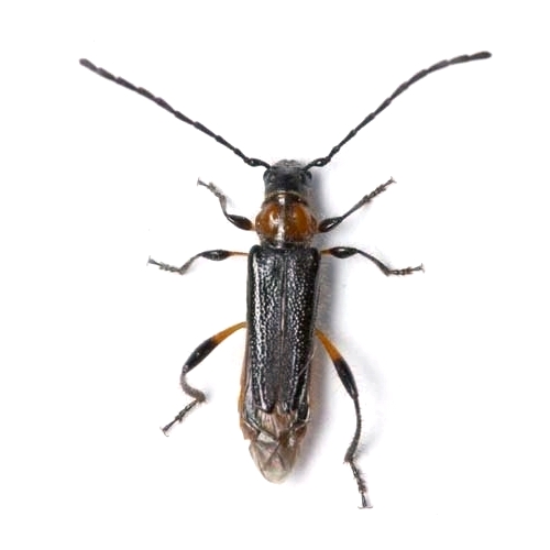 Callimus (Lampropterus) femoratus