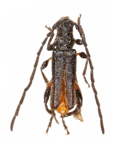 Callimus (Lampropterus) femoratus