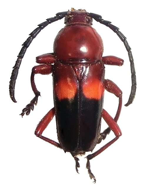 Lissonotus rubidus