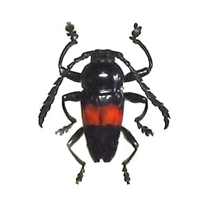 Lissonotus equestris