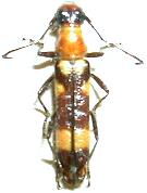 Oroderes kreuslerae