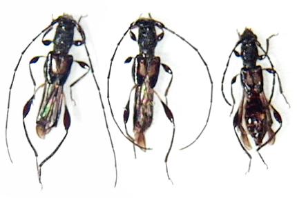 Molorchus (Molorchus) shibatai