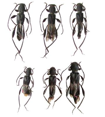 Molorchoepania mizoguchii