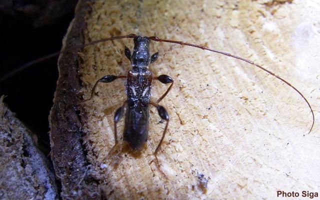 Molorchus (Caenoptera) minor