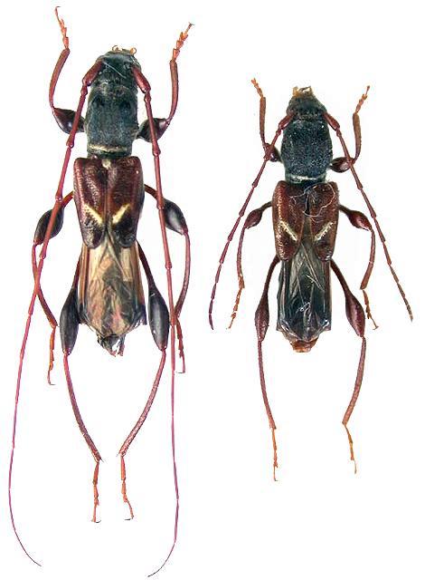 Molorchus (Caenoptera) pinivorus