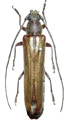 Neostenus saundersii