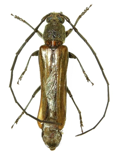 Neostenus saundersii