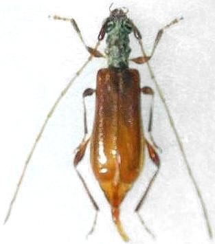 Uenobrium takeshitai