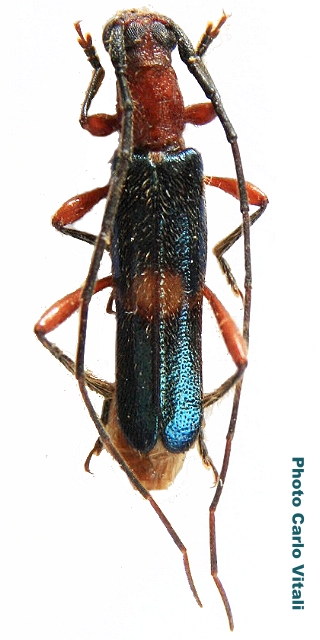 Ossibia cyanoptera  
