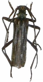 Parasemnus regalis
