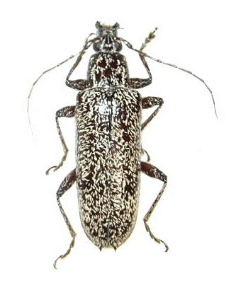 Lacordairina tmesisternoides