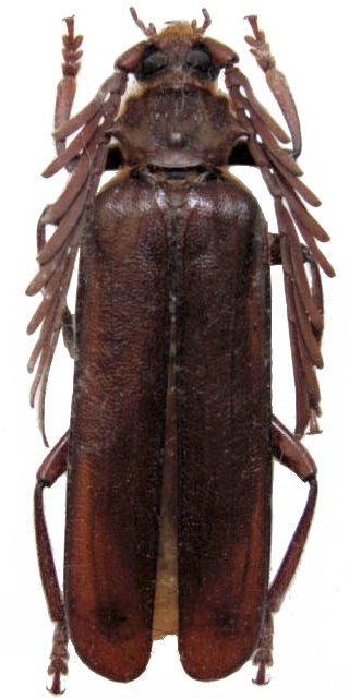 Cheilacanthus severini