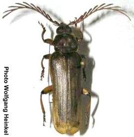 Neoclosterus curvipes