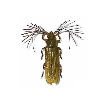 Cerambycinae Plectogasterini Neoclosterus argodi