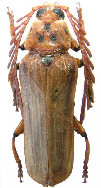 Cerambycinae Plectogasterini Neoclosterus curvipes