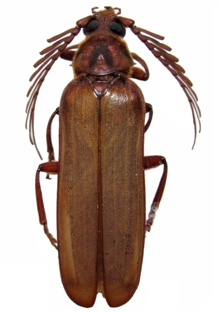 Neoclosterus lujae