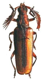 Plectogaster jordani