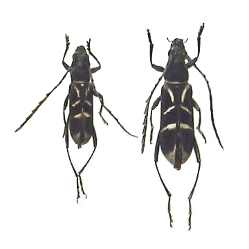 Prothema anguliferum