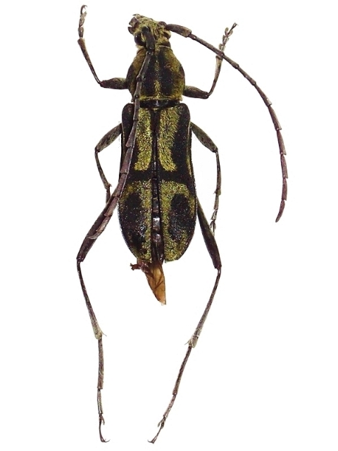 Prothema auratum cariniscapum