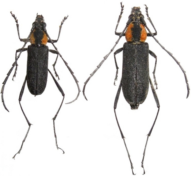 Prothema ochraceosignatum