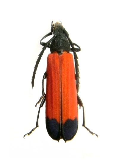 Erythrus atricollis 