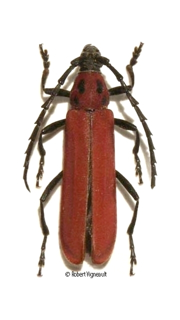 Erythrus fortunei