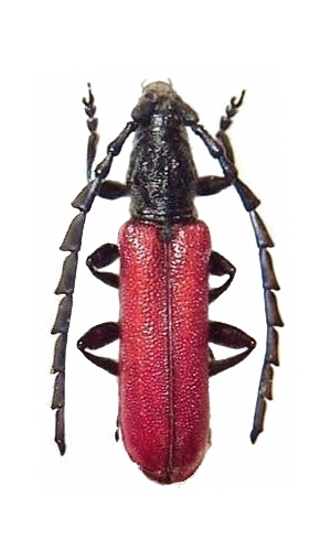 Pyrestes inaequalicollis