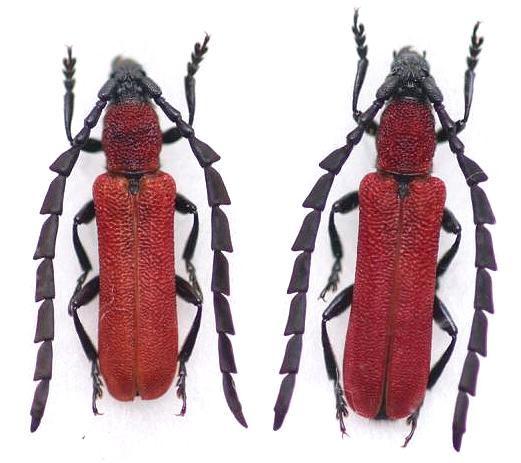 Pyrestes yayeyamensis