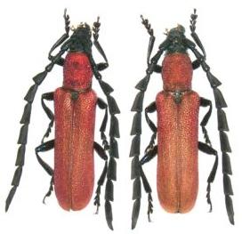 Pyrestes yayeyamensis