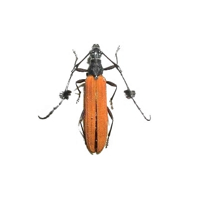 Tropis paradoxa