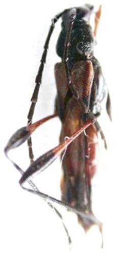 Pseudacorethra zischkai