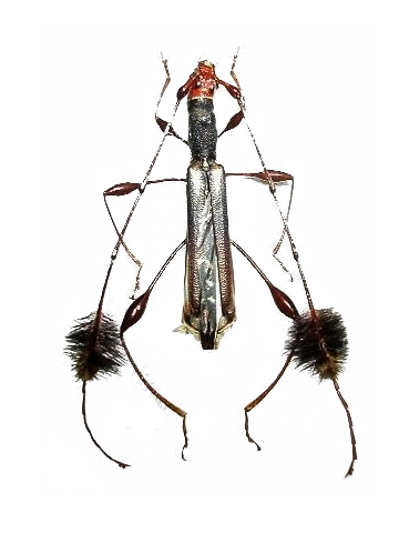 Camelocerambyx singularis 