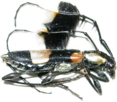 Cosmisoma ammiralis
