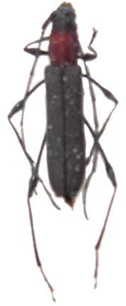 Rhopalophora longipes
