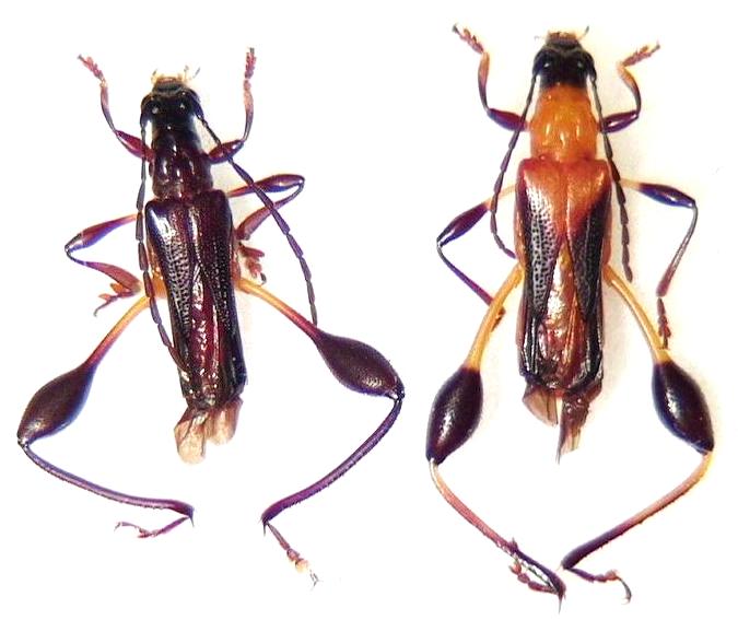 Merionoeda (Ocytasia) formosana