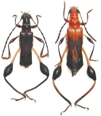 Merionoeda (Ocytasia) formosana