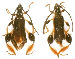 Merionoeda (Macromolorchus) hirsuta